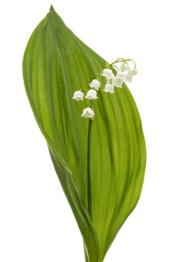 Beyaz çiçekli vadi zambağı, Lat. Convallaria majalis, beyaz üzerine izole edilmiş. 