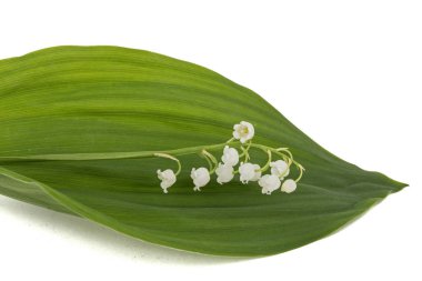 Beyaz çiçekli vadi zambağı, Lat. Convallaria majalis, beyaz üzerine izole edilmiş. 