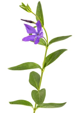 Mor menekşe çiçeği, lattır. Vinca, beyaz arkaplanda izole