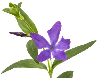 Mor menekşe çiçeği, lattır. Vinca, beyaz arkaplanda izole