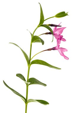 Pembe menekşe çiçeği, Lat. Vinca, beyaz arkaplanda izole