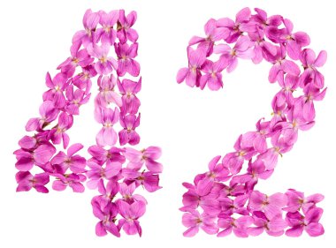 Arapça Beyaz arka plan üzerinde izole rakamı 42, Viyola, çiçeklerin üzerinden kırk iki