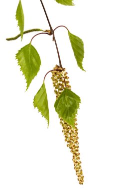 Beyaz arkaplanda huş ağacı dalı izole edildi