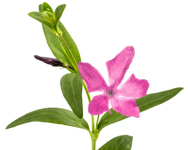 Pink Flower Periwinkle Lat Vinca Isolated White Background — Stock Photo, Image
