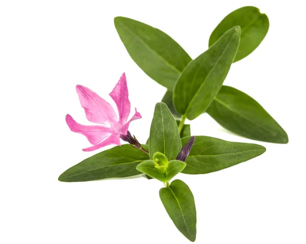 stock image Pink flower of periwinkle, lat. Vinca, isolated on white background