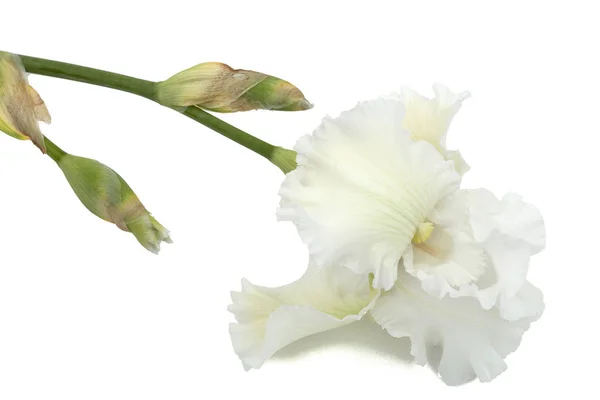 Flower White Iris Close Isolated White Background — Stock Photo, Image