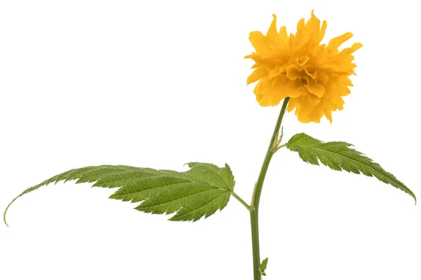 Kerria Japonica Beyaz Arka Plan Üzerinde Izole Sarı Çiçek — Stok fotoğraf