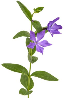 Mor menekşe çiçeği, lattır. Vinca, beyaz arkaplanda izole