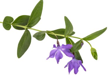 Mor menekşe çiçeği, lattır. Vinca, beyaz arkaplanda izole