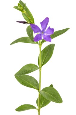 Mor menekşe çiçeği, lattır. Vinca, beyaz arkaplanda izole