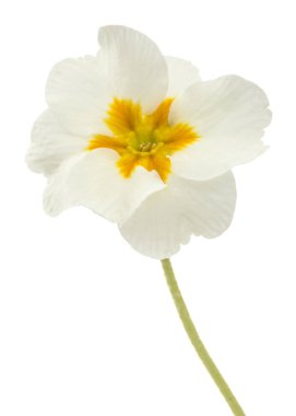 Çuha çiçeği çiçek yakın çekim, beyaz arka plan üzerinde izole