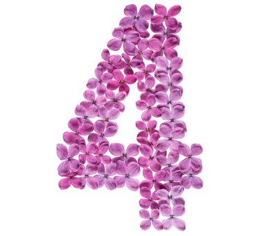 Arapça rakamı 4, dört, leylak, çiçekleri beyaz arka plan üzerinde izole