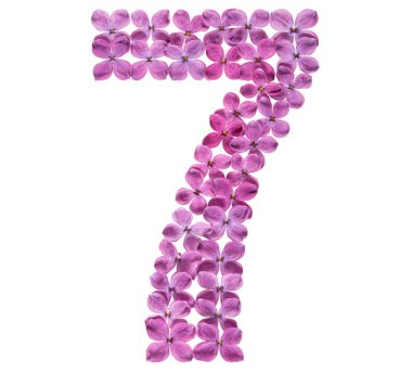 Arapça rakamı 7, leylak, çiçeklerin üzerinden yedi beyaz arka plan üzerinde izole