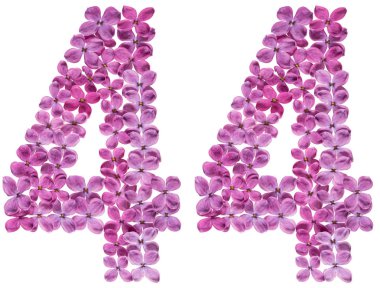Arapça rakamı 44, kırk dört, leylak, çiçekleri beyaz arka plan üzerinde izole