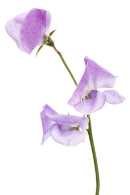 Beyaz arka planda izole edilmiş tatlı bezelye çiçekleri.