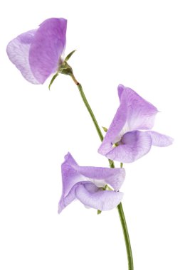 Beyaz arka planda izole edilmiş tatlı bezelye çiçekleri.