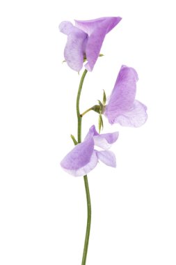 Beyaz arka planda izole edilmiş tatlı bezelye çiçekleri.