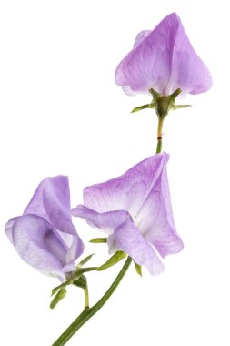 Beyaz arka planda izole edilmiş tatlı bezelye çiçekleri.