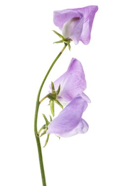 Beyaz arka planda izole edilmiş tatlı bezelye çiçekleri.