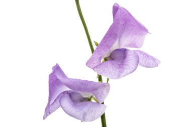 Beyaz arka planda izole edilmiş tatlı bezelye çiçekleri.