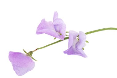 Beyaz arka planda izole edilmiş tatlı bezelye çiçekleri.