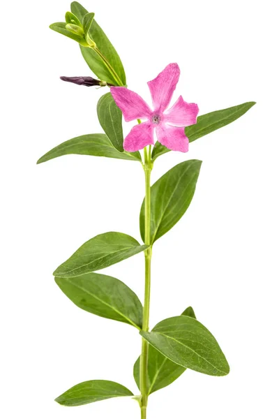 Fleur Rose Pervenche Lat Vinca Isolé Sur Fond Blanc — Photo