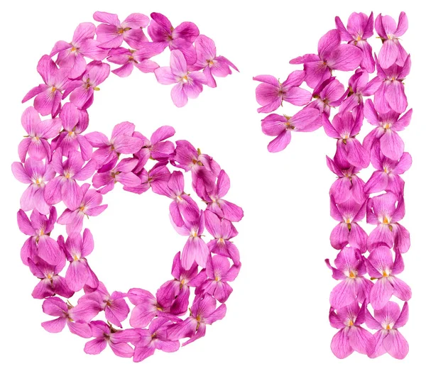 Arabic Numeral Sixty One Flowers Viola Isolated White Background — Stock Photo, Image