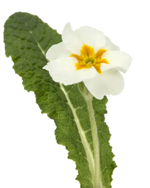 Flower Primrose Close Isolated White Background — Stock Photo, Image