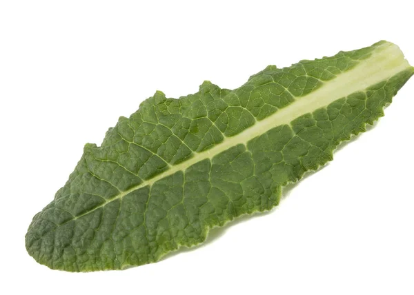 Leaf Primrose Close Isolated White Background — Stock Photo, Image