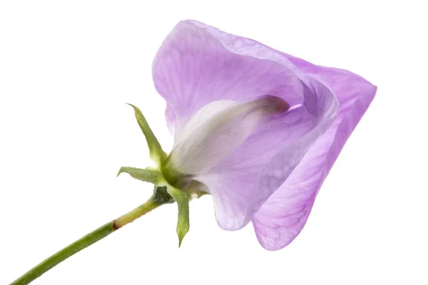 Beyaz Arka Planda Izole Edilmiş Tatlı Bezelye Çiçekleri — Stok fotoğraf