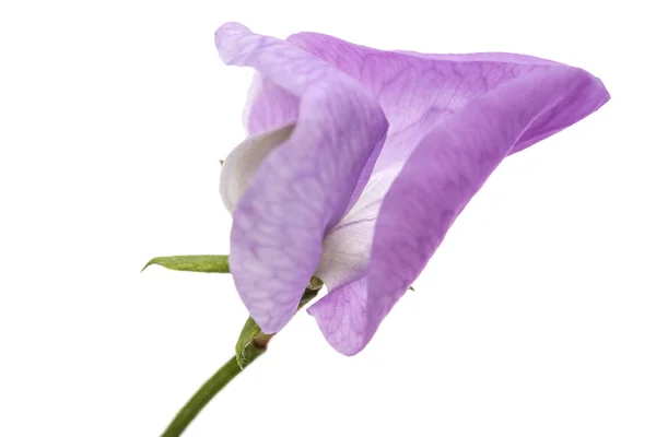 Flowers Sweet Pea Isolated White Background — Stock Photo, Image