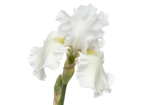 Fleur Iris Blanc Gros Plan Isolé Sur Fond Blanc — Photo