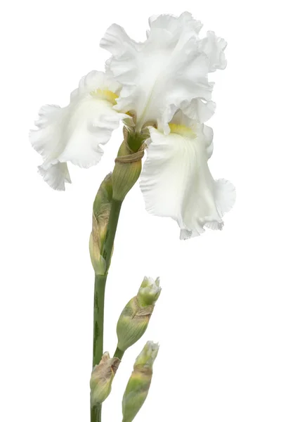 Flor Íris Branca Close Isolado Sobre Fundo Branco — Fotografia de Stock