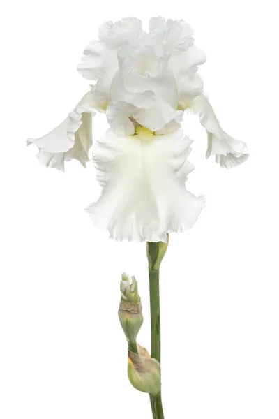 Цветок Белого Радужной Оболочки Крупным Планом Изолированный Белом Фоне — стоковое фото