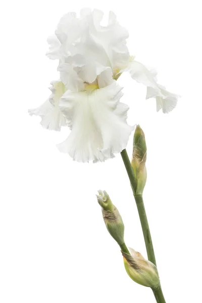 Fleur Iris Blanc Gros Plan Isolé Sur Fond Blanc — Photo