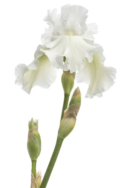 Fleur Iris Blanc Gros Plan Isolé Sur Fond Blanc — Photo