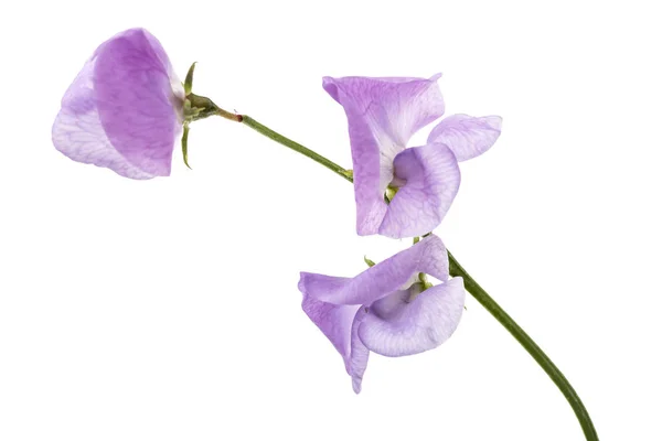 Beyaz Arka Planda Izole Edilmiş Tatlı Bezelye Çiçekleri — Stok fotoğraf