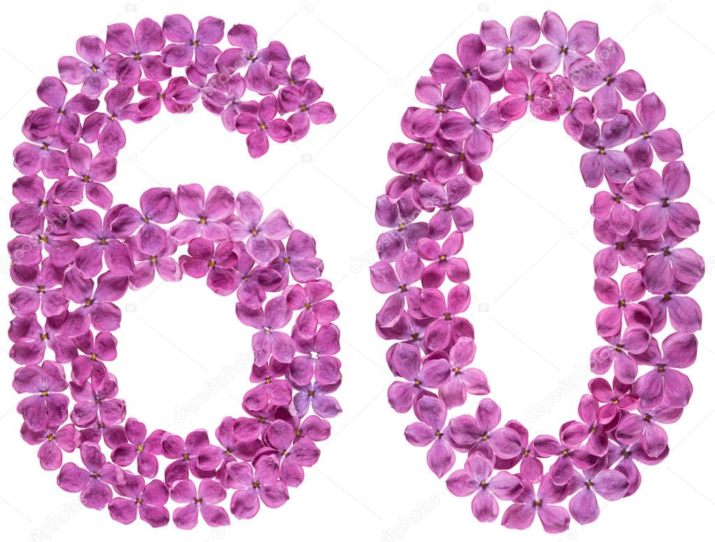 Arabic numeral 60, sixty, from flowers of lilac, isolated on white background