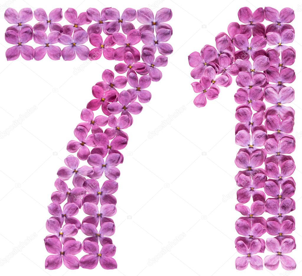 Arabic numeral 71, seventy one, from flowers of lilac, isolated on white background