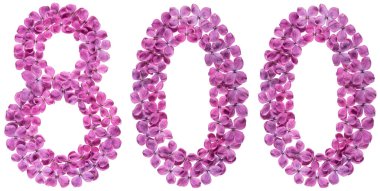 Beyaz arka plan üzerinde Arapça rakamı 800, leylak, çiçeklerin üzerinden sekiz yüz izole