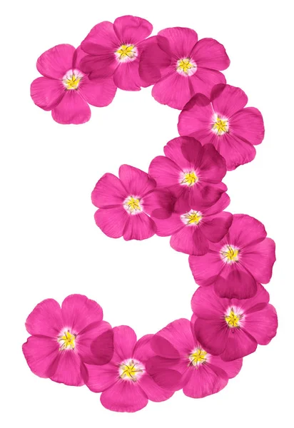 Arabic Numeral Three Pink Flowers Flax Isolated White Background — Stock Photo, Image