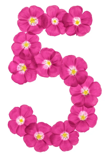 Cyfry Arabskie Pięć Różowe Kwiaty Lnu Izolowana Białym Tle — Zdjęcie stockowe