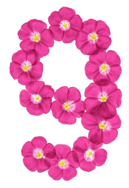 阿拉伯数字 从亚麻的粉红色花 查出在白色背景 — 图库照片