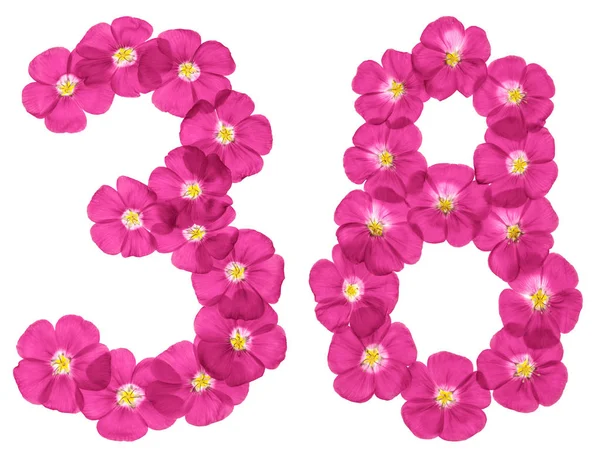 Arabic Numeral Thirty Eight Pink Flowers Flax Isolated White Background — Stock Photo, Image