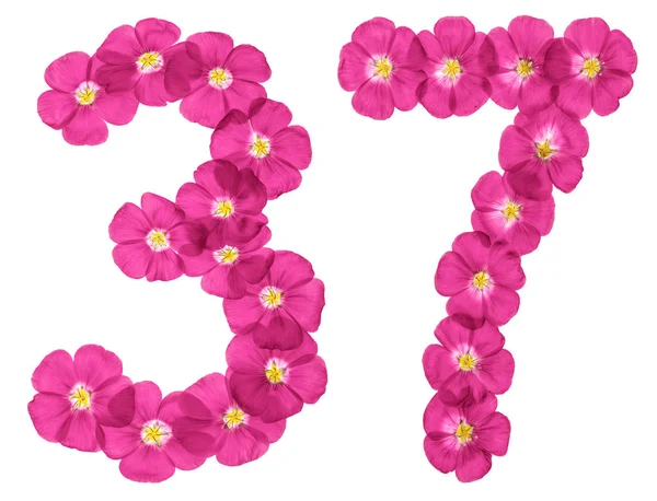 Арабські Цифри Тридцять Сім Від Рожеві Квіти Льону Ізольовані Білому — стокове фото