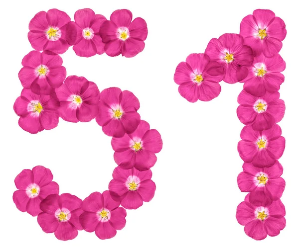 Arabic Numeral Fifty One Pink Flowers Flax Isolated White Background — Stock Photo, Image