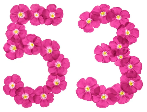 Arabic Numeral Fifty Three Pink Flowers Flax Isolated White Background — Stock Photo, Image