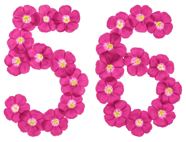 Arabic Numeral Fifty Six Pink Flowers Flax Isolated White Background — Stock Photo, Image