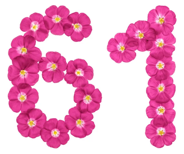 Arabic Numeral Sixty One Pink Flowers Flax Isolated White Background — Stock Photo, Image