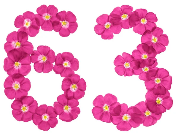 Arabic Numeral Sixty Three Pink Flowers Flax Isolated White Background — Stock Photo, Image